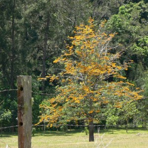 Silky Oak
