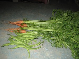 Carrots and beans