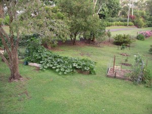 Vegie Garden