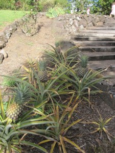 Pineapples