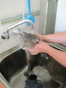 Washing the cat