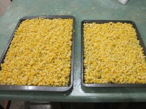 Trays of corn kernels