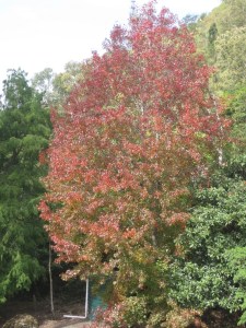 Autumn foliage